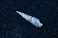 藏品(筍螺)的圖片